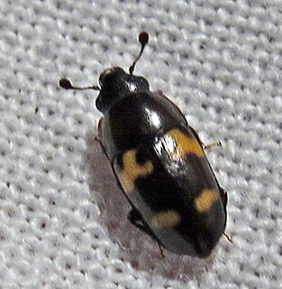 <i>Glischrochilus fasciatus</i> Species of beetle