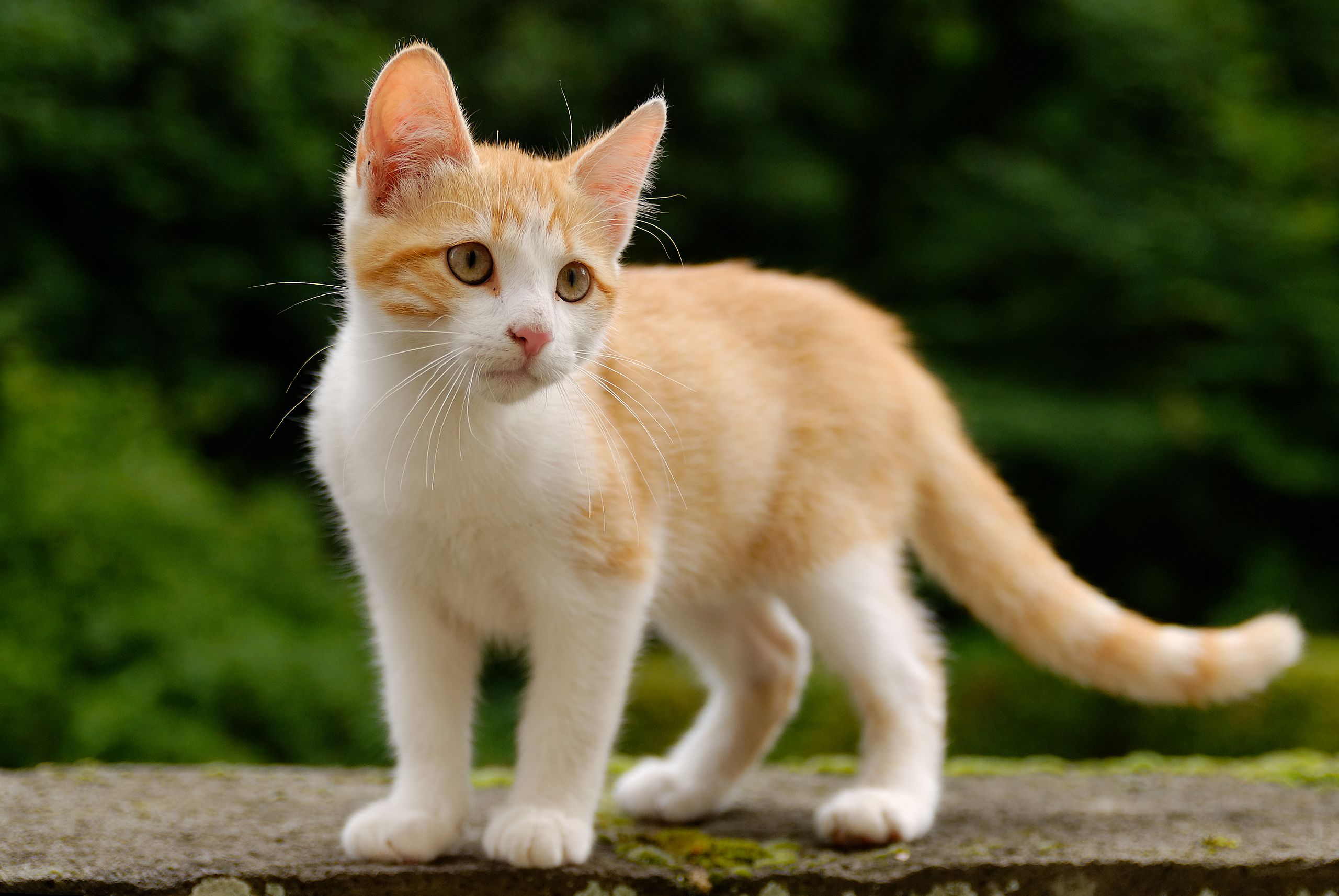 white kitten