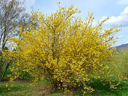 Forsythia Wikiwand