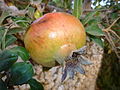 File:Punica granatum fruit (1).jpg - Wikimedia Commons