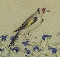 Grandes Heures du duc de Berry (BNF latin919) - Folio 8 Oiseau-2.jpg