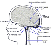 Diferentes arterias irrigan las áreas del cerebro. Los sistemas principales se dividen en circulación anterior (la arteria cerebral anterior y la arteria cerebral media) y circulación posterior