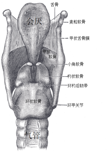 小角軟骨