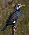 * Nomination Great cormorant at Tennōji Park in Osaka. --Laitche 09:41, 2 January 2024 (UTC) * Promotion  Support Good quality and beautiful portrait of the bird. --Aristeas 10:04, 2 January 2024 (UTC)