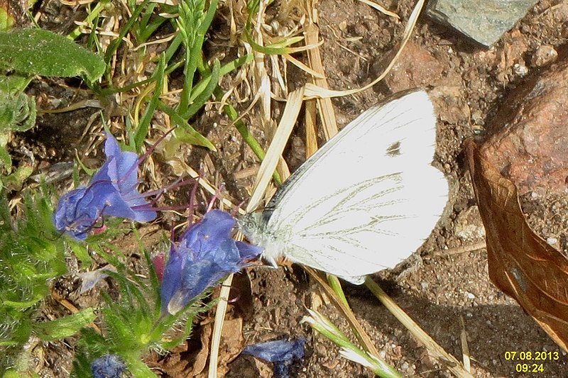 File:Green-veined white (NH park) (10929447744).jpg