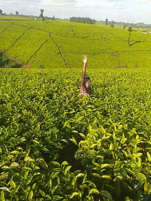 Limuru tea farming Green pasture.jpg