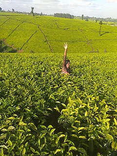 Limuru Tea Plc Tea farming company in Kenya