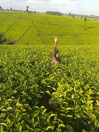 <span class="mw-page-title-main">Limuru Tea Plc</span> Tea farming company in Kenya