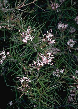 <i>Grevillea halmaturina</i> Species of plant in the Proteaceae family