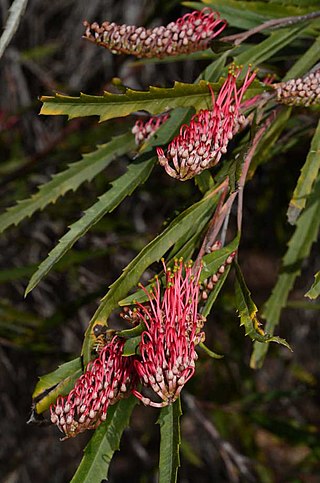 <i>Grevillea longifolia</i> Species of shrub in the family Proteaceae endemic to New South Wales, Australia