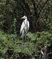 Grey Heron, Thol