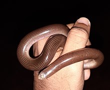 Grypotyphlops acutus 123806704.jpg