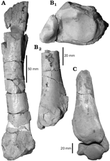 <i>Gualta cuyana</i> Extinct genus of notoungulates