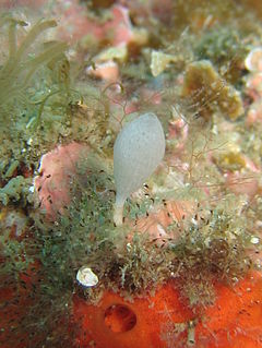 <i>Clathrina lacunosa</i> species of sponge