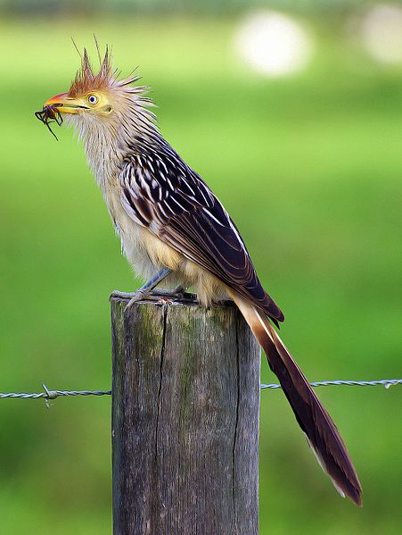 File:Guira Cuckoo (Guira guira).jpg