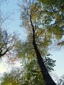 Drevo (Gymnocladus dioicus)