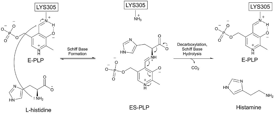 Mechanism of histidine decarboxylation by HDC using the PLP co-factor.[12] This mechanism is similar to many other PLP-dependent carboxylases.