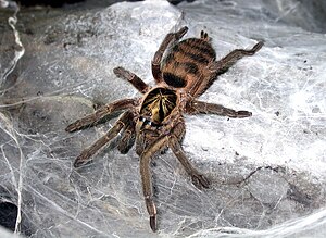 Tiger dwarf tarantula (Neoholothele incei), female