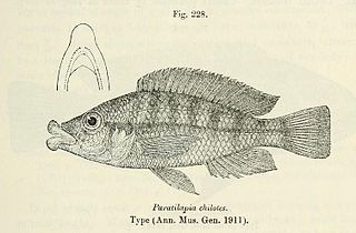 Haplochromis chilotes