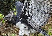 Harpy eagle with wings raised in attack posture Harpy Eagle with wings lifted.jpg