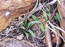 Haworthia floribunda MBB Appelbos.jpg