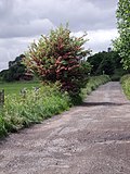 Thumbnail for File:Hawthorn Tree - geograph.org.uk - 3526003.jpg