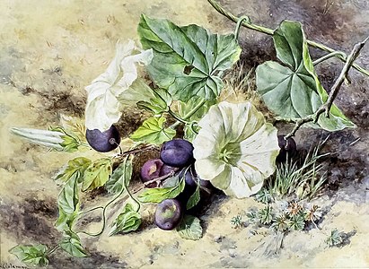 Study of Convolvulus