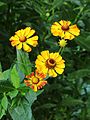 * Nomination Helenium Rauchtopas. An award-winning selection.-- Famberhorst 15:56, 29 August 2013 (UTC) * Decline The photo appears oversaturated and/or overprocessed with low detail level in the flowers. Have the knobs been cranked a bit to high in the postprocessing? Was there a slight motion blur during the 1/13 s exposure? --Slaunger 20:29, 4 September 2013 (UTC)  Done Small correction -- Famberhorst 05:28, 5 September 2013 (UTC) Thanks for the effort, but I actually think it got worse, as now it is also oversharpened IMO, the background is noisier and the colours are beginning to be posterized. Sorry. --Slaunger 20:04, 5 September 2013 (UTC)