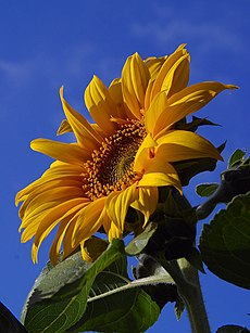 Category:Sunflowers - Wikimedia Commons