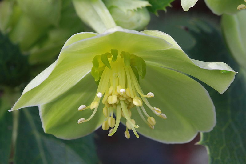 File:Helleborus argutifolius flower-5155~2016 01 03.JPG