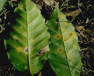 <i>Hemileia vastatrix</i> Species of fungus that infects coffee plants