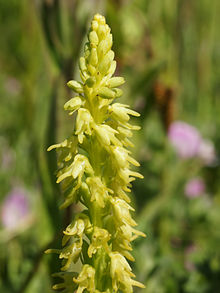 Herminium monorchis (çiçekler) .jpg