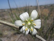 Гесперало (Agavaceae) Hesperaloe funifera fh 0640 MEX Typische Blüte AA.jpg