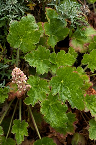 <i>Heuchera pilosissima</i> Species of flowering plant