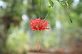 * Nomination Hibiscus schizopetalus --Vengolis 03:55, 19 June 2015 (UTC) * Promotion Good quality. --Hubertl 05:09, 19 June 2015 (UTC)