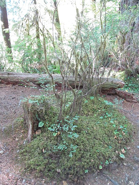 File:Hoh Rainforest - Olympic National Park - Washington State (9780207226).jpg