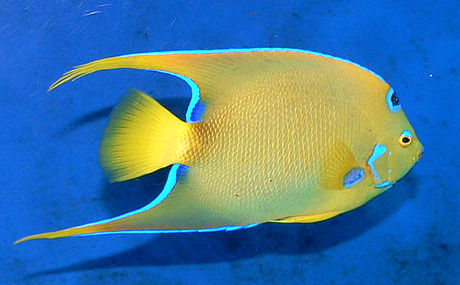 File:Holacanthus ciliaris 1.jpg