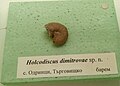 Holcodiscus dimitrovae sp.n., en:Barremian, Odrintsi, Targovishte Province at the en:Sofia University "St. Kliment Ohridski" Museum of Paleontology and Historical Geology