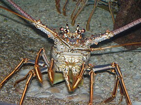 Langouste à l'aquarium de Myrtle Beach (Caroline du Sud).