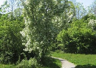 <span class="mw-page-title-main">Home Mead</span> Nature reserve in Loughton, Essex, UK