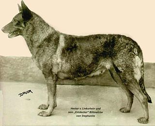 <span class="mw-page-title-main">Horand von Grafrath</span> First German Shepherd dog (1895–c.1900)