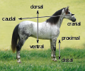 Horse Axes -vector