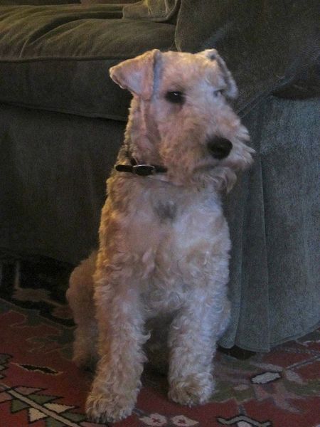 File:Hughie - Lakeland Terrier.jpg