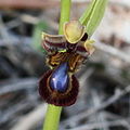 Ophrys × innominata flower Portugal - Algarve