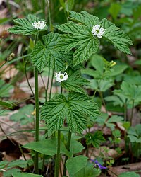 Hydrastis_canadensis