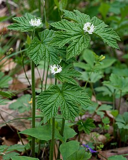 <span class="mw-page-title-main">Goldenseal</span> Species of flowering plant