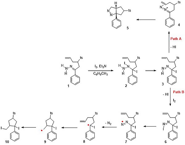 Hydrazone iodination mechanism internal trapping Hydrazone iodination.jpg