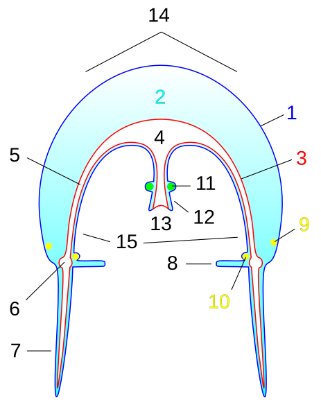 File:Hydromedusa.svg