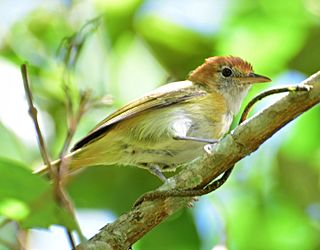 Rufous-naped greenlet Species of bird