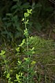 Français : Hypericum pulchrum Forêt domaniale de Saint-Michel (Aisne), France